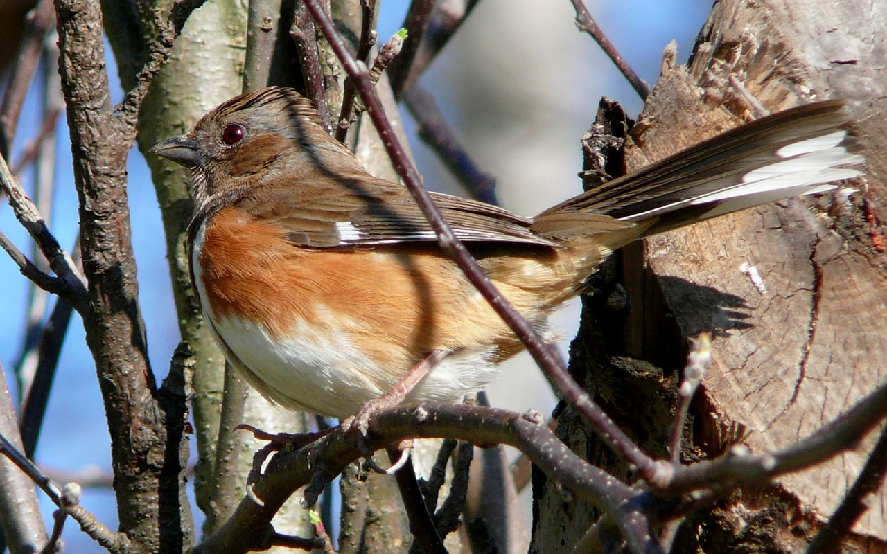 eastern-towhee-female.jpg