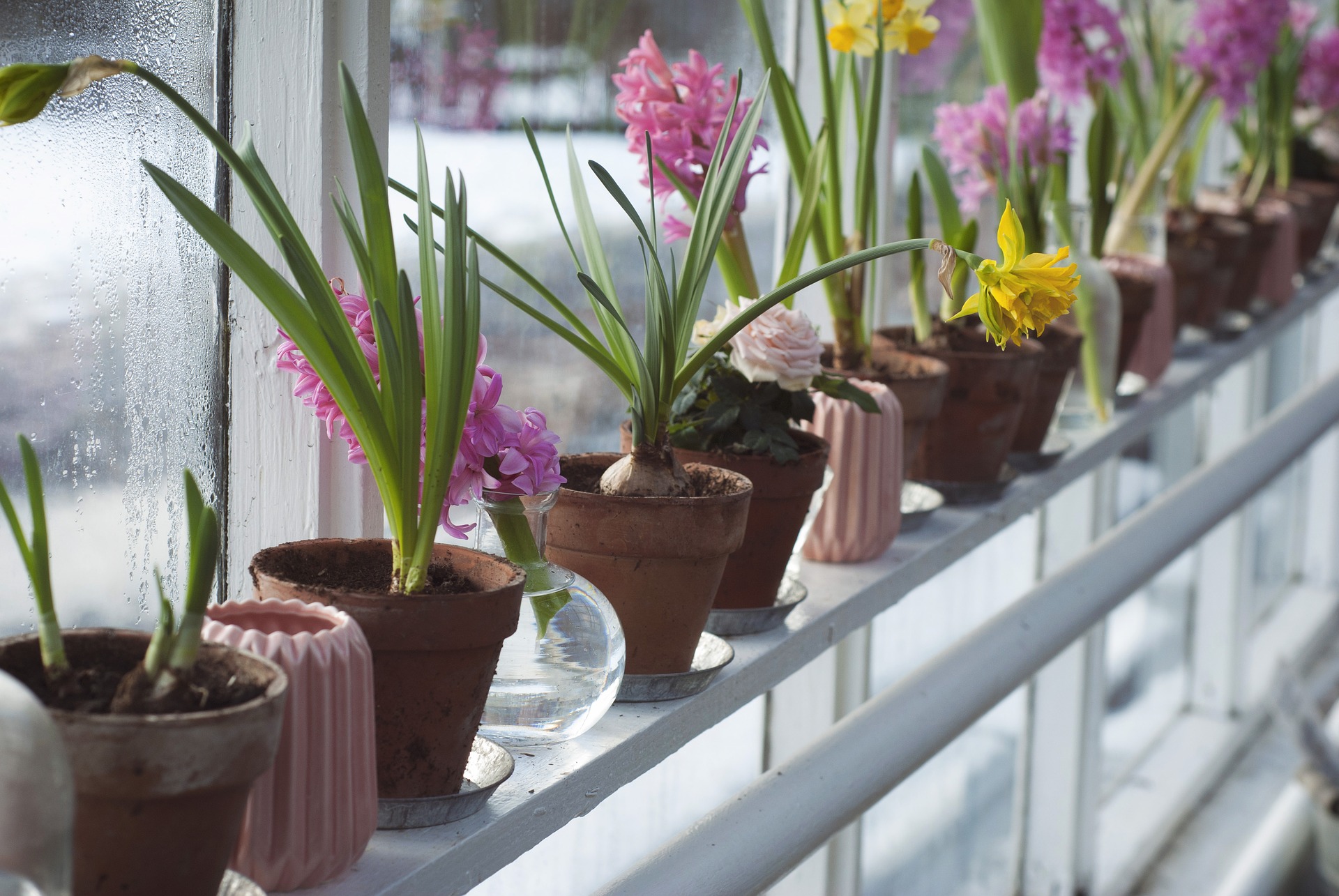 flower-bulbs-indoors.jpg flower-bulbs-indoors.jpg