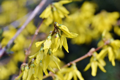 forsythia-4927900-1920.jpg