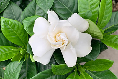 gardenia-web.jpg