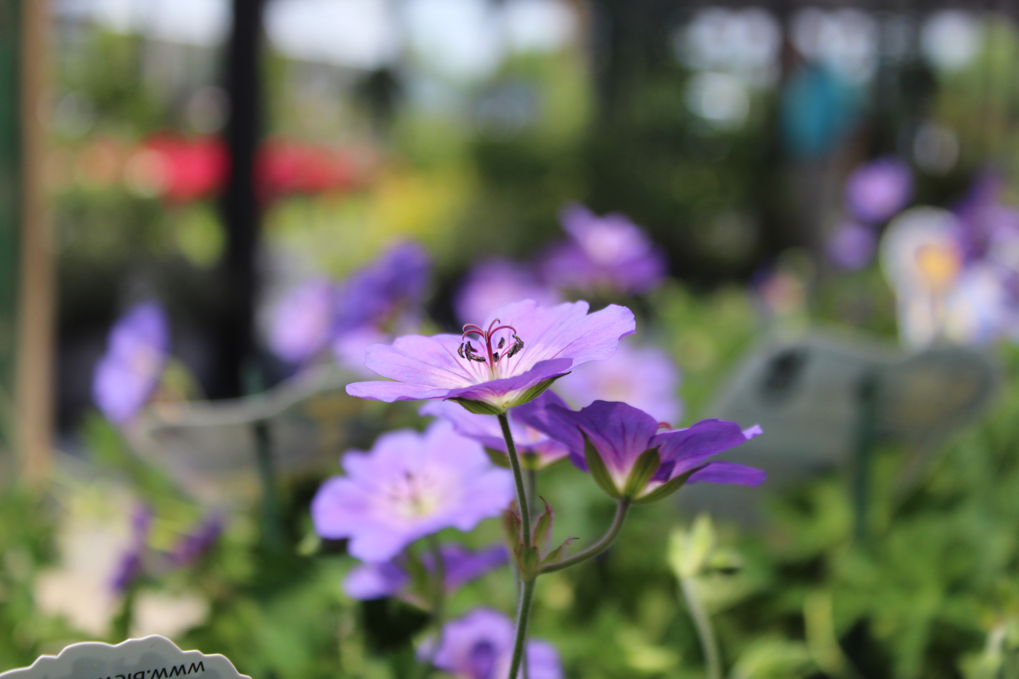 geranium-rozanne-vertical.jpg