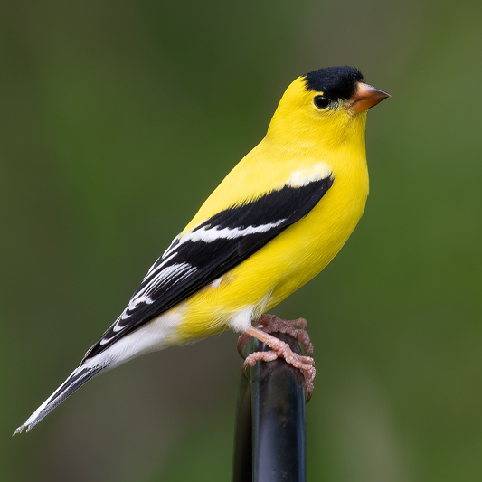 goldfinches.jpg