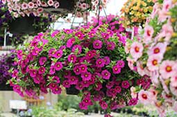 hanging-basket-1.jpg