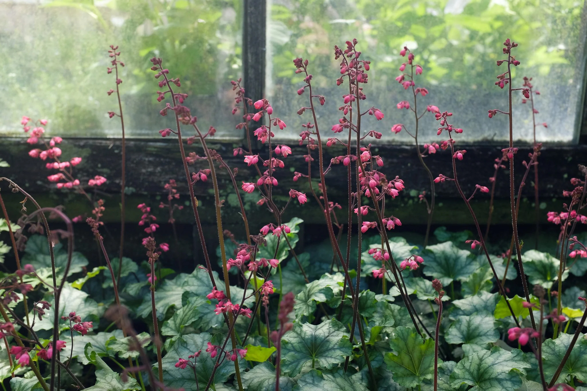 heuchera-paris-coral-bells-group-michlers.jpg