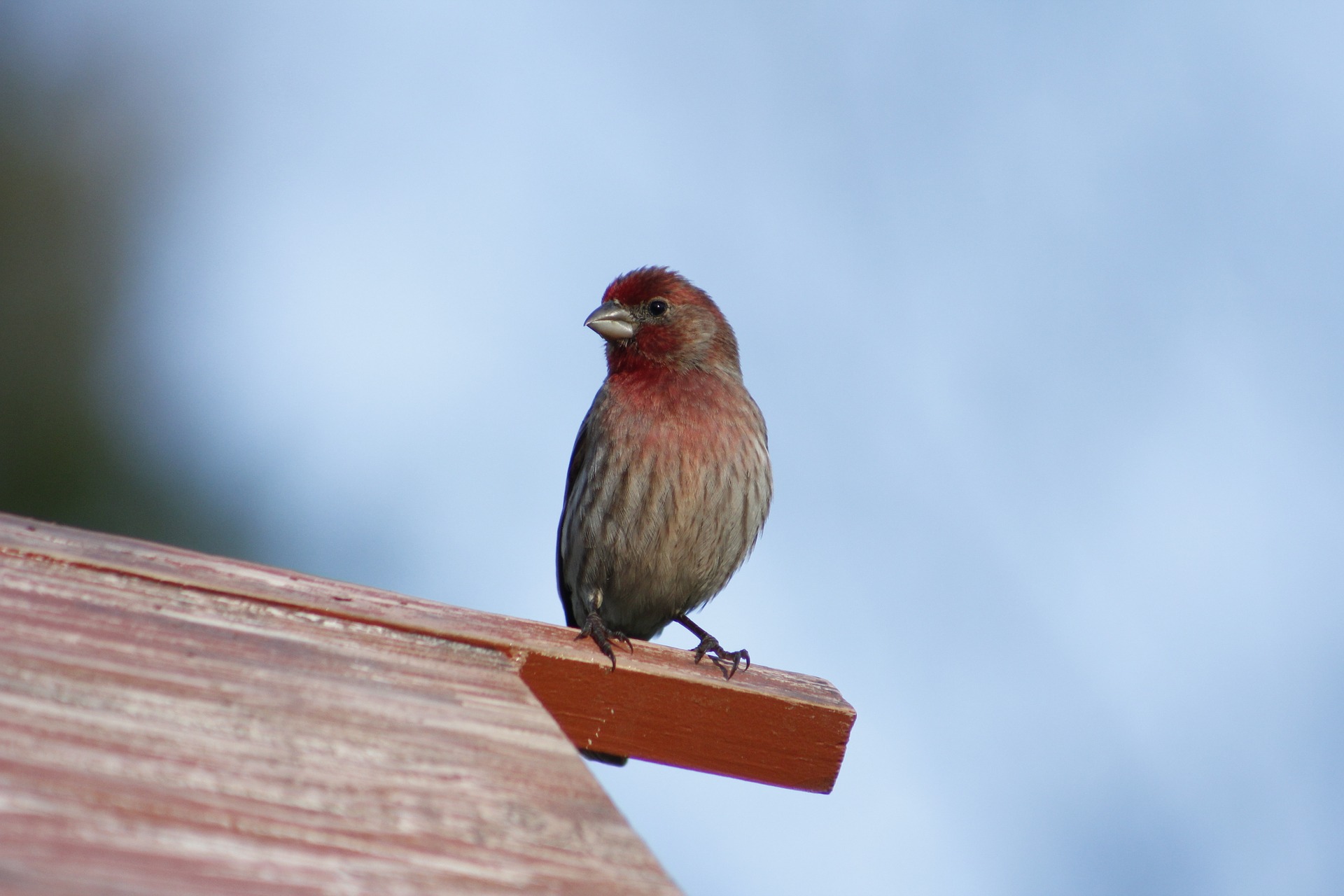 house-finch.jpg