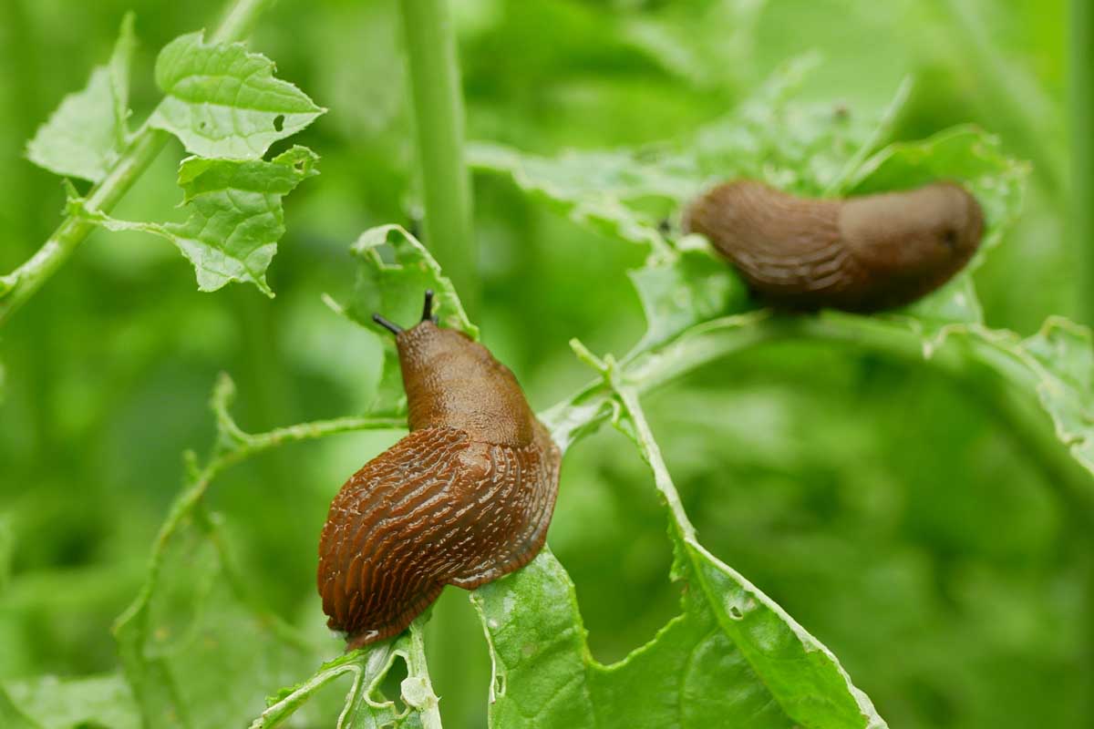 how-to-control-snails-and-slugs-in-the-garden.jpg