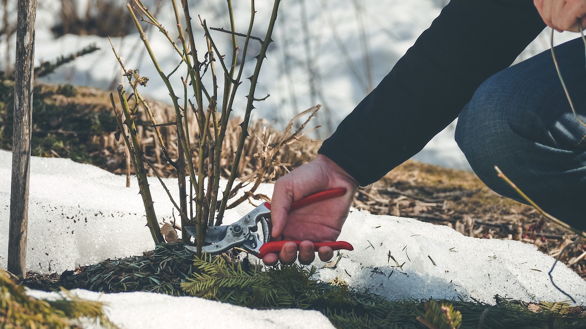 how-to-winterize-roses.jpeg