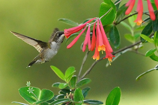 hummingbird.jpg