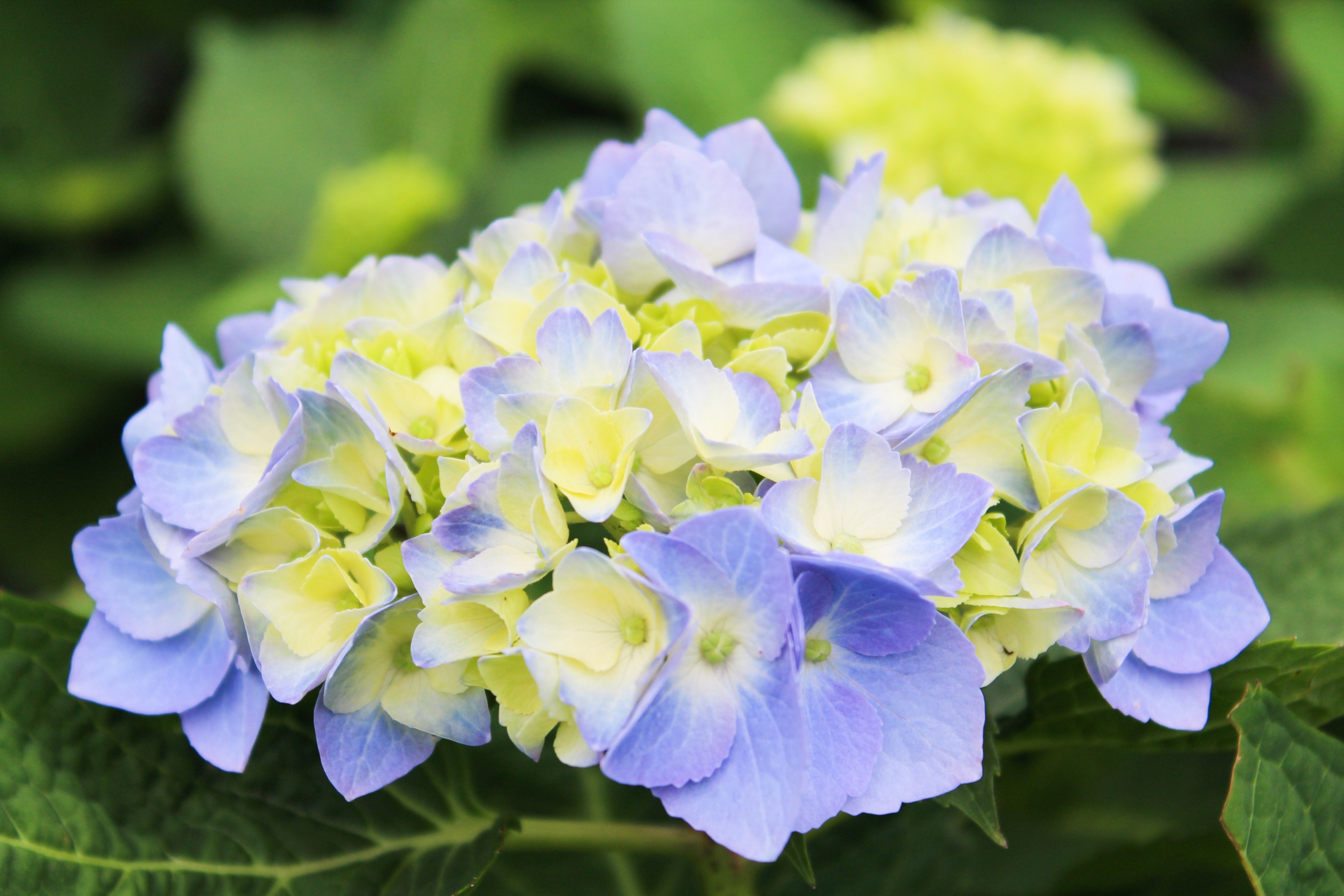 hydrangea-1.jpg