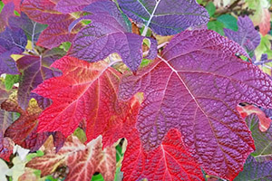 hydrangea-quercifolia.jpg