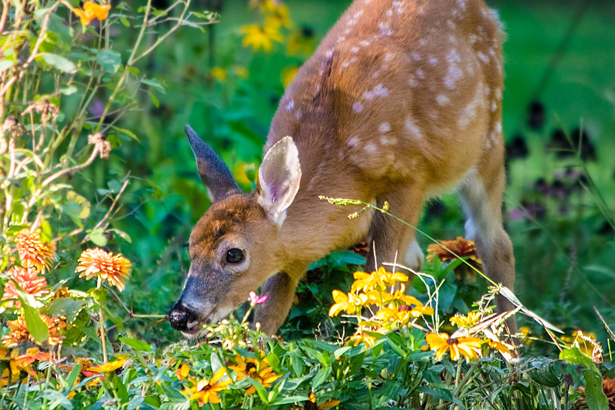 ia59cexr-deer-in-garden.jpg