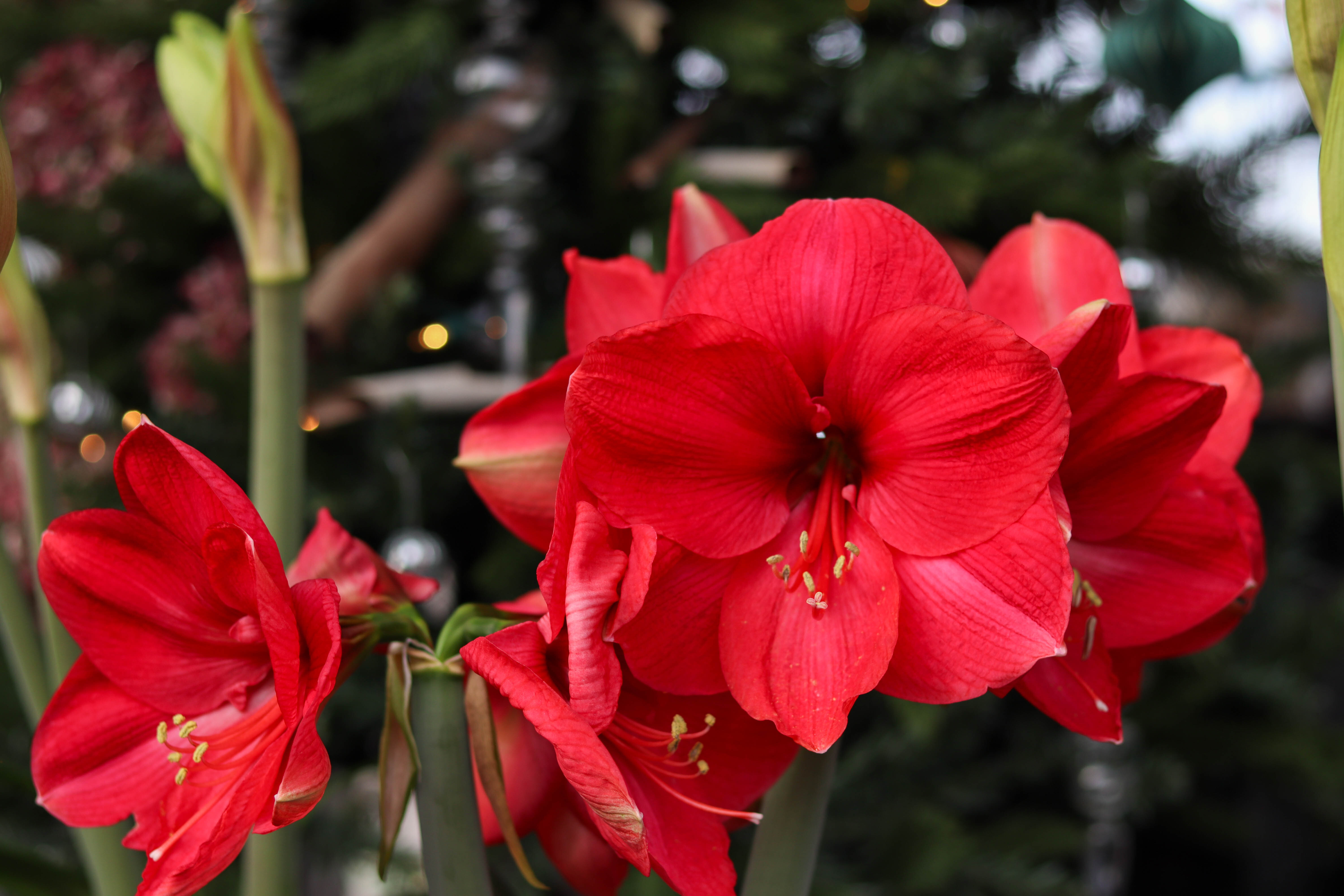 amaryllis.jpg amaryllis.jpg