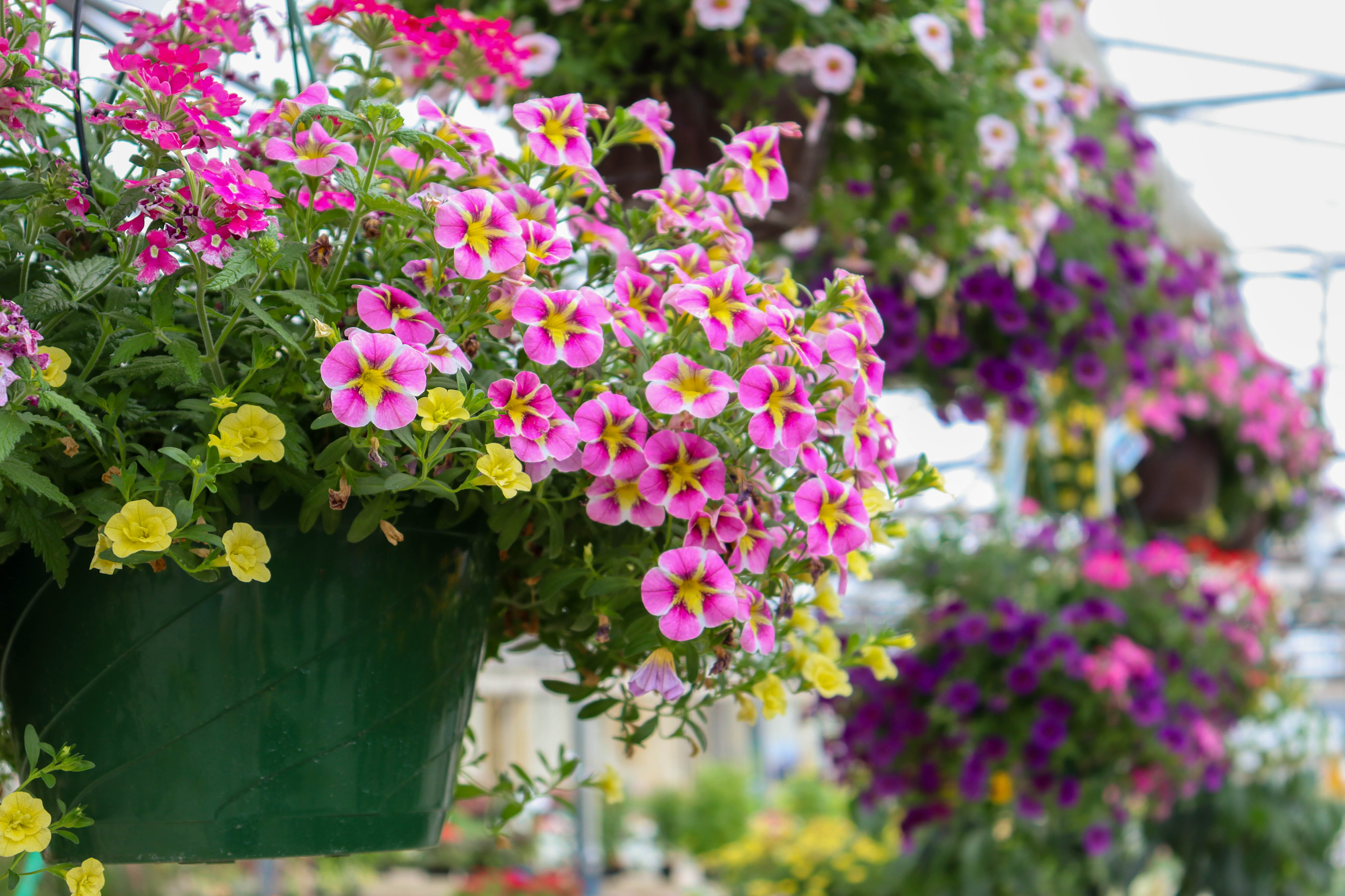 calibrachoa.jpg