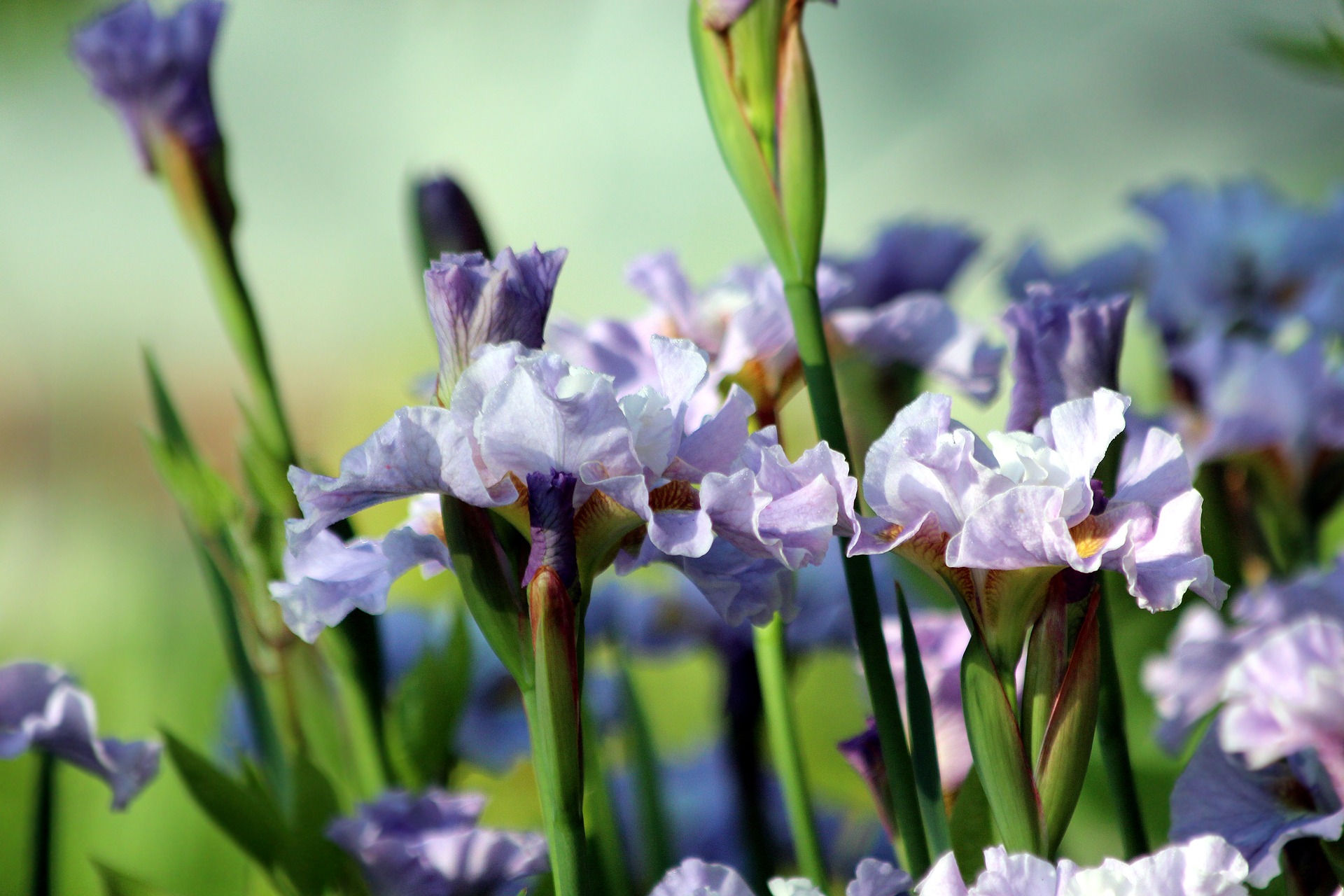 irises-3528109-1920.jpg irises-3528109-1920.jpg