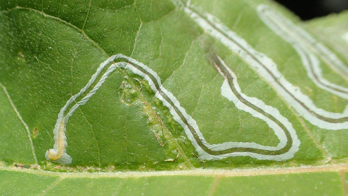 leaf-miner.jpg