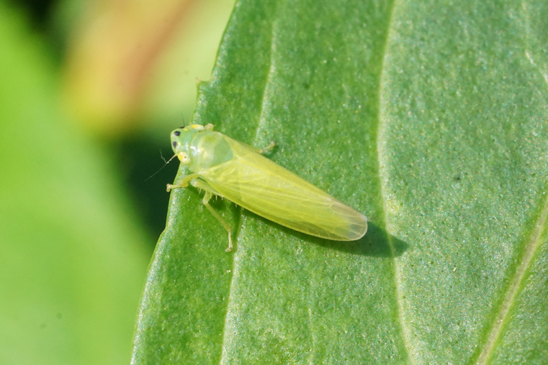 leafhopper-insect-1.jpg