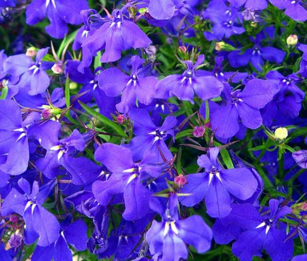 lobelia-blue-mrs.-clibran-seeds-lobelia-erinus-55875.1503731782.jpg