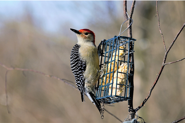 make-your-own-suet-feeder.jpg