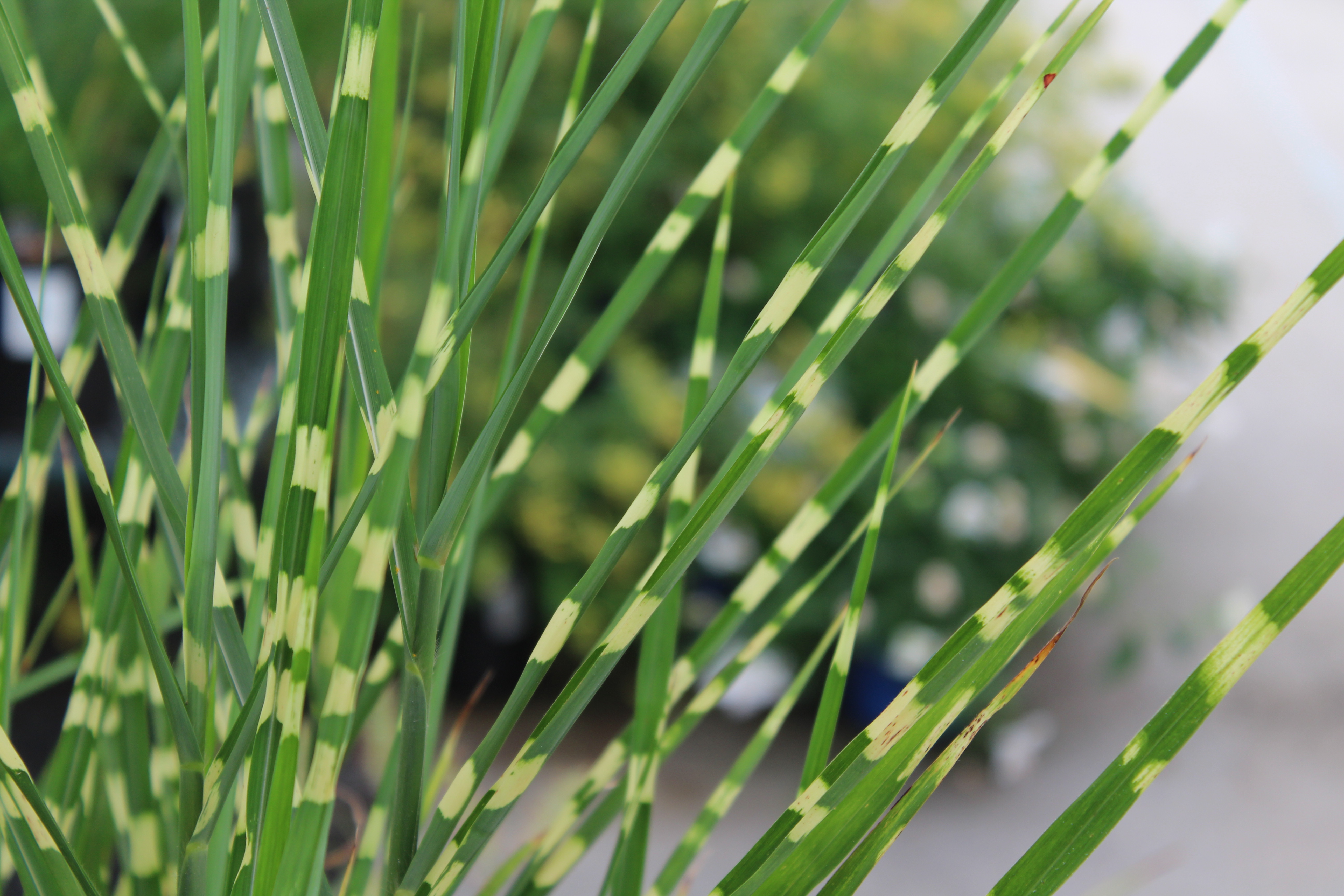 Pampas Grass - Plant Jungle