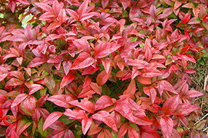 nandina.jpg