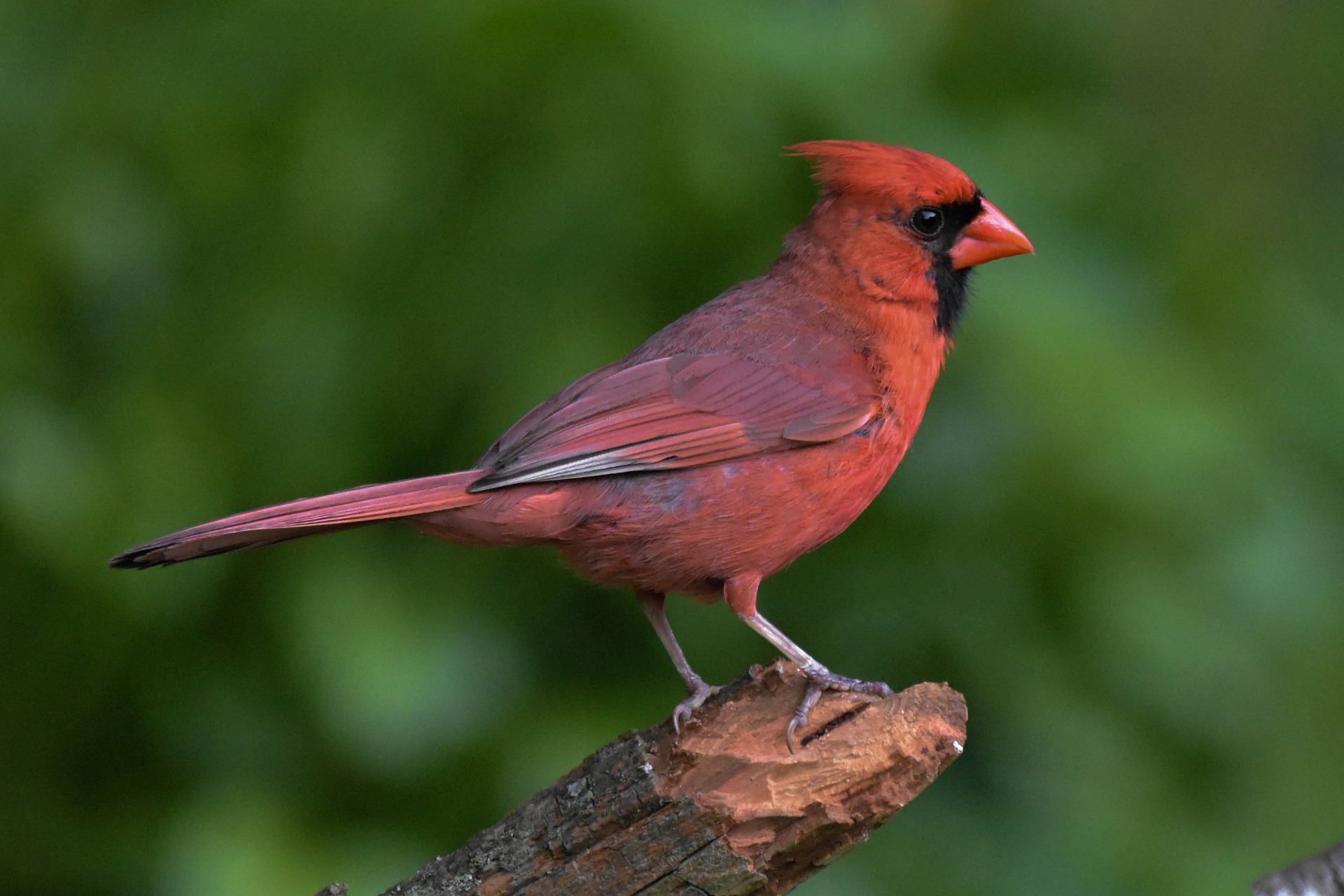 northern-cardinal.jpg