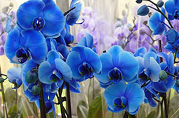 orchid-blue-mystique.jpg