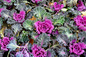 ornamental-cabbage-and-kale-purple.jpg