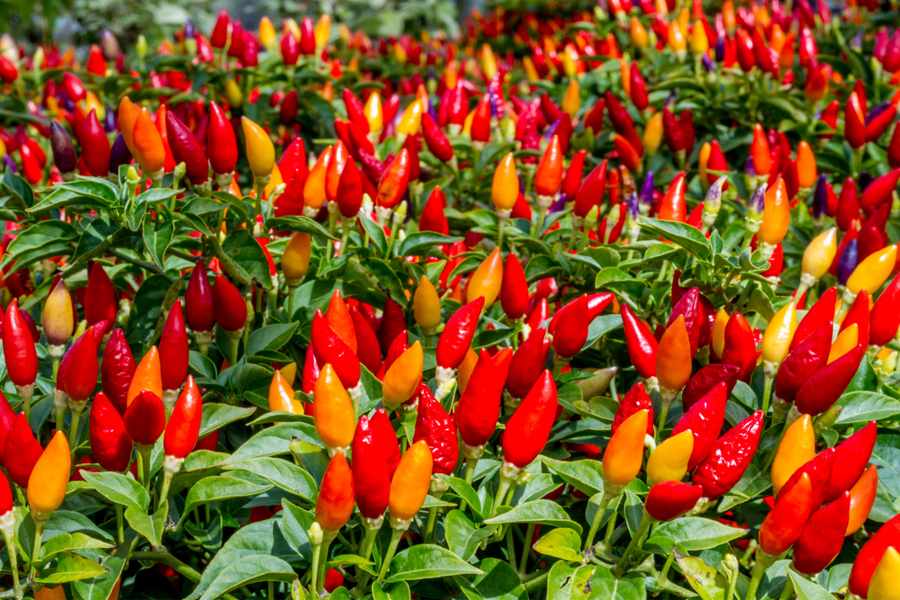 How to Grow and Care for Ornamental Peppers