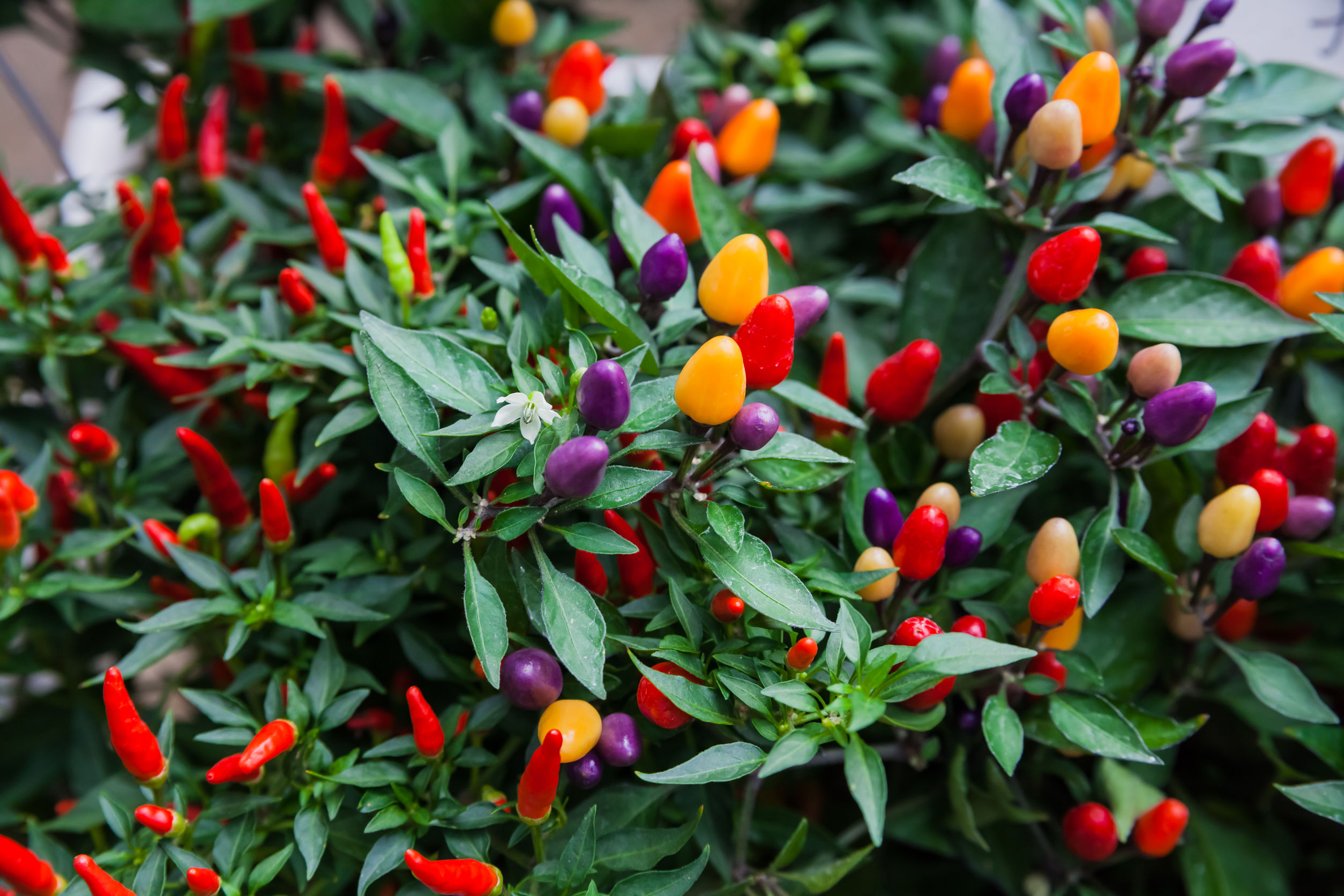 ornamental pepper plant chili