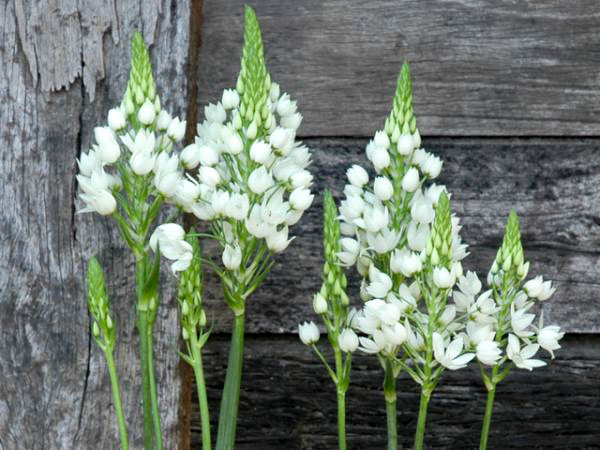 ornithogalum-thyrsoides.jpg