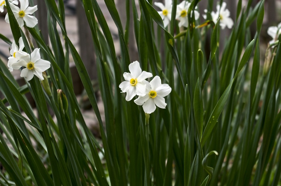 paperwhites.jpg