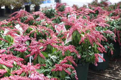 pieris-japonica.jpg