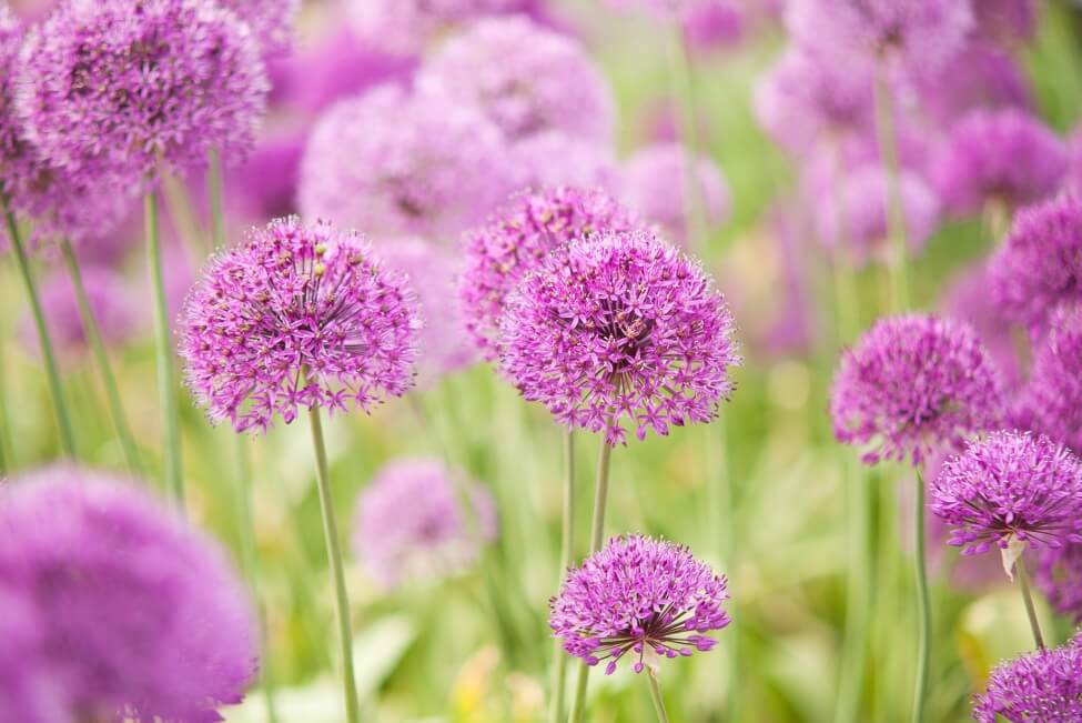 pink-allium-flower-meaning.jpg