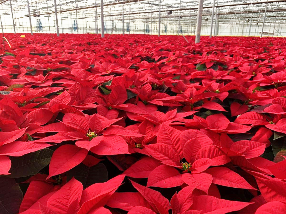 poinsettias-at-wholesale.jpg