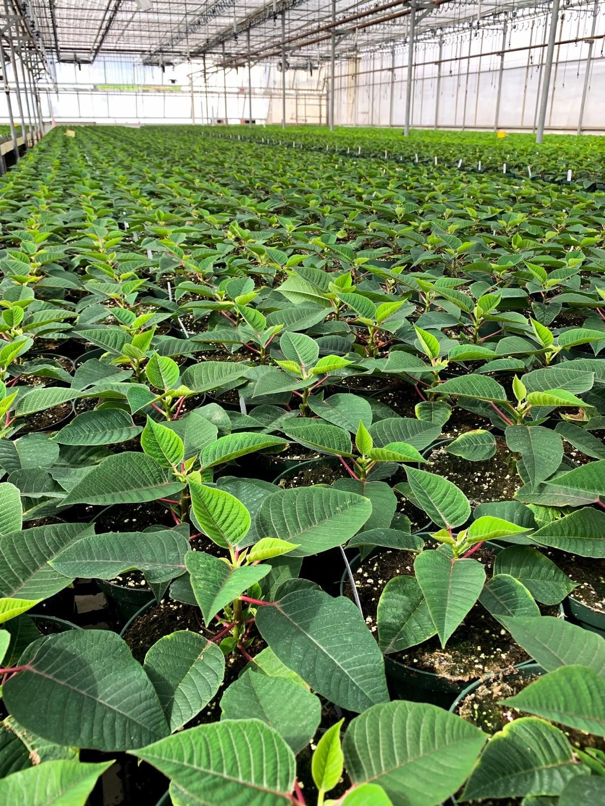 poinsettias-green.jpg