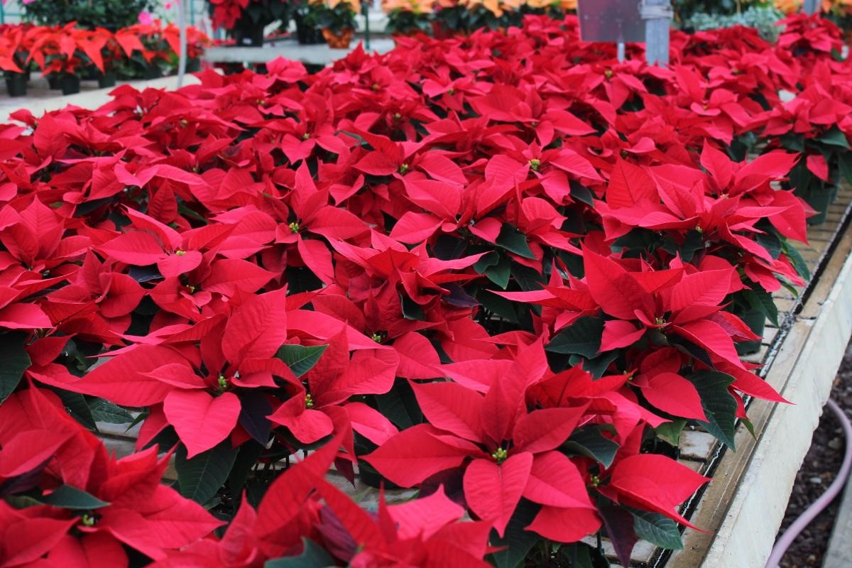 poinsettias-in-vary.jpg