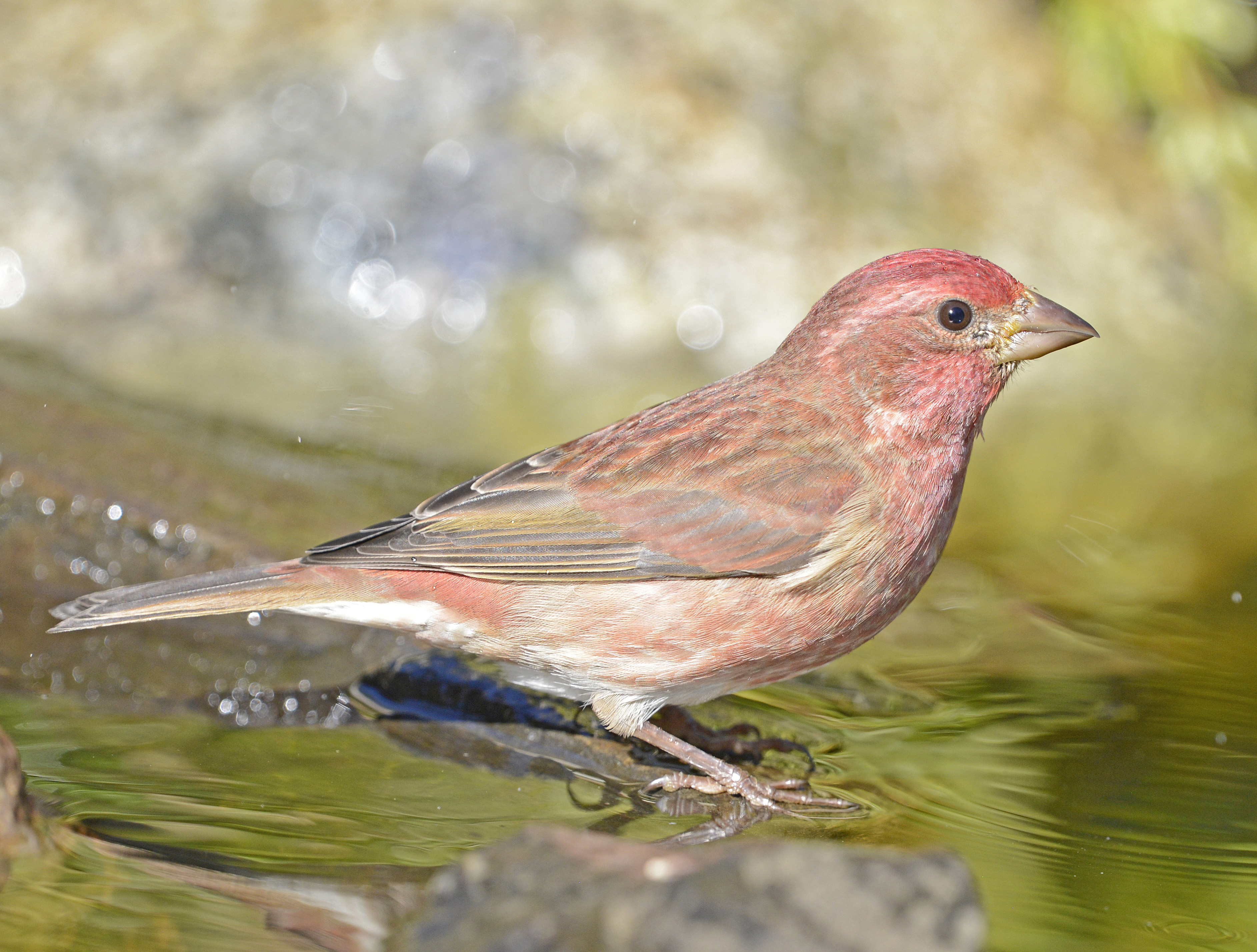 purple-finch.jpg