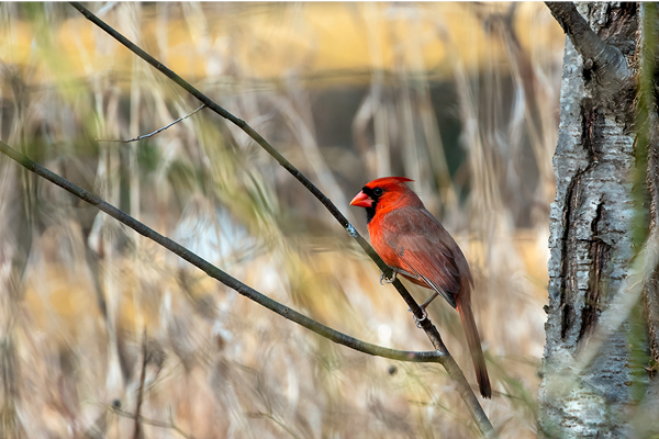 recommended-plants-for-birds.jpg