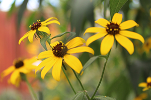 rudbeckia-fall.jpg