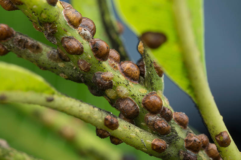 scale-insects-on-the-stem-of-a-plant.jpg