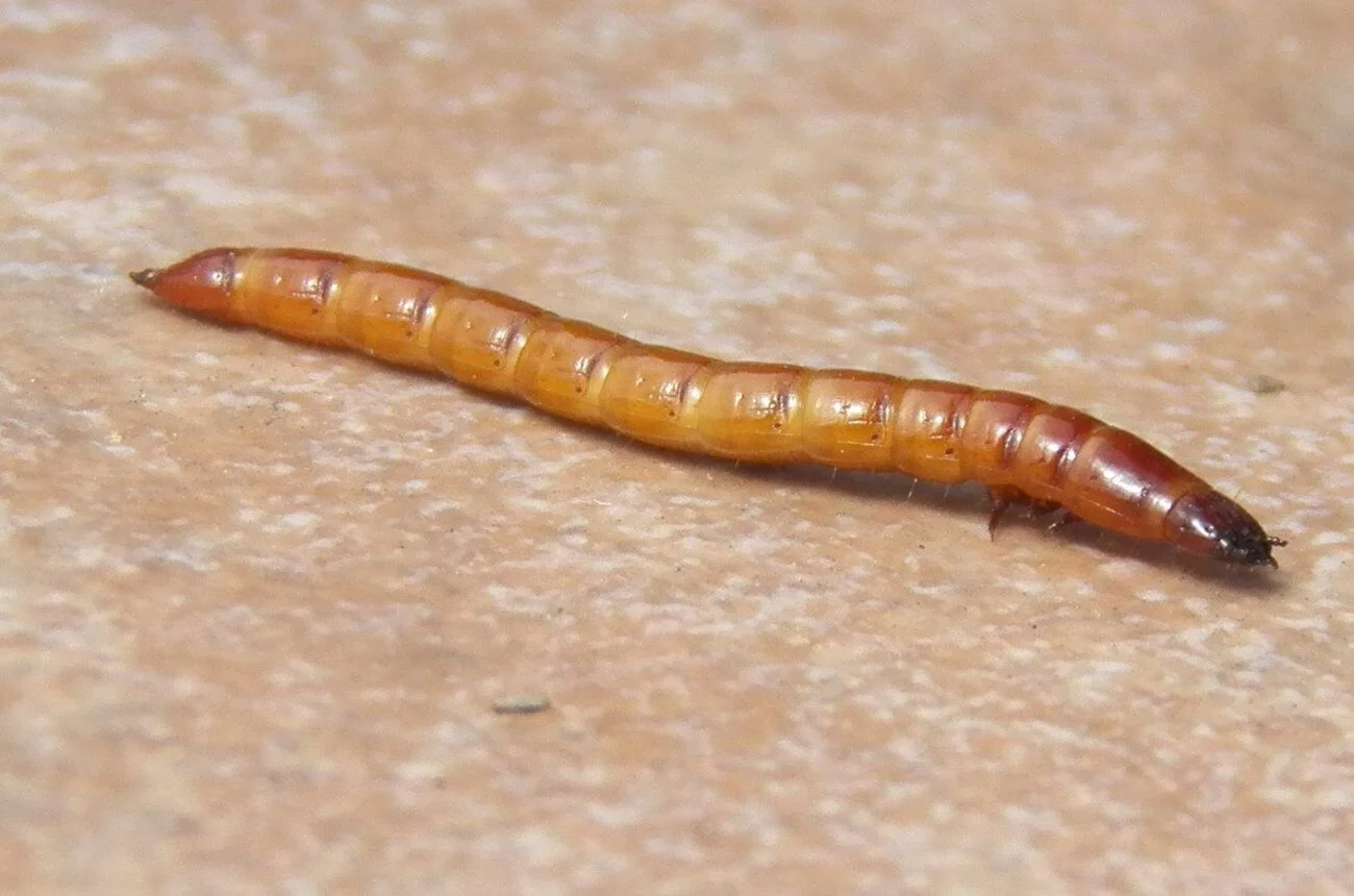 sirn-wireworm.jpg