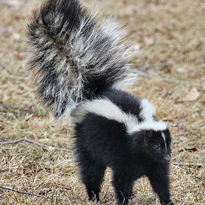 skunk.jpg