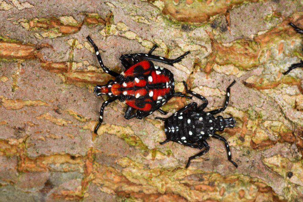 spotted-lanternfly-nymphs.jpg