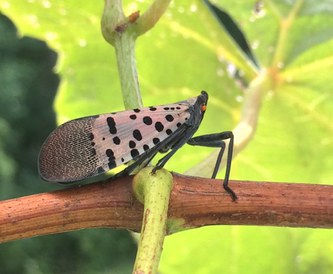 spotted-lanternfly.jpg