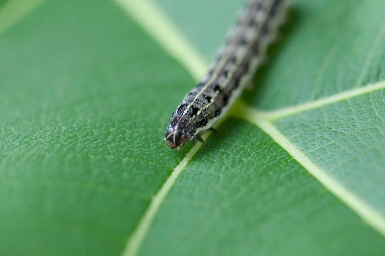 srin-cutworms-.jpg