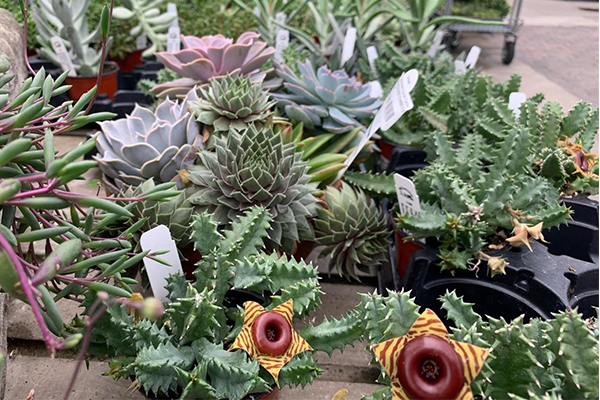 succulents.jpg