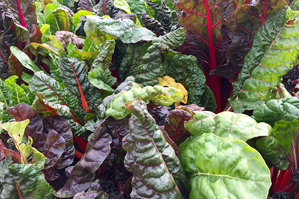 swiss-chard-website.jpg