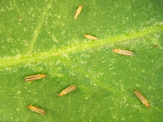 thrips-on-a-leaf.jpg