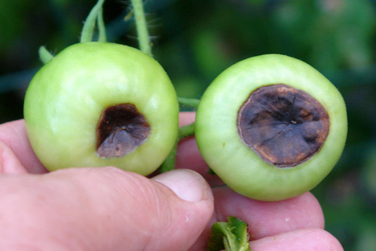 tomato-blossom-end-rot.jpg