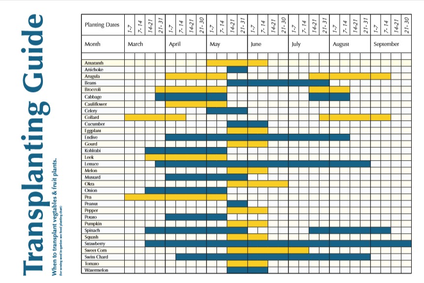 transplanting-guide-jpg.jpg